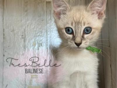 Basil - Siamese - Gallery Photo #1