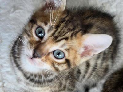 Aiden - Bengal - Gallery Photo #1