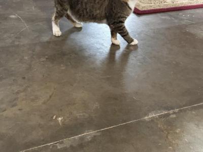 Bobtail  Red Male - American Bobtail - Gallery Photo #1
