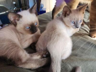Beautiful Litter Of The Siamese Breed - Siamese - Gallery Photo #1
