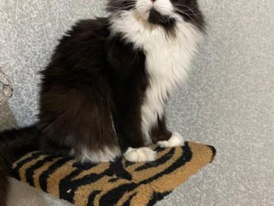 Titular Parents Boy Black Color Mainecoon - Maine Coon - Gallery Photo #1