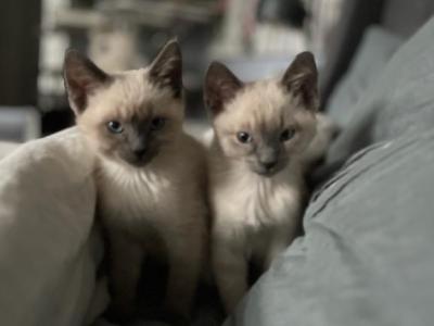 Siamese Kittens For A Forever Home - Siamese - Gallery Photo #1