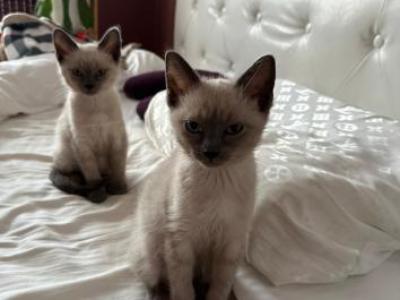 Bonded Pair Litter What A Treat - Siamese - Gallery Photo #1