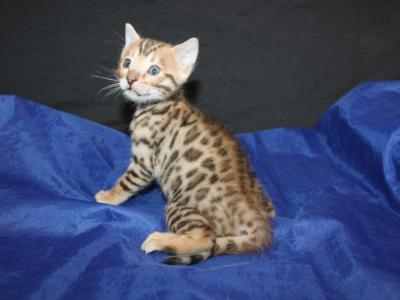 Kato - Bengal - Gallery Photo #1