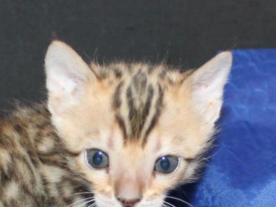 Kari - Bengal - Gallery Photo #1
