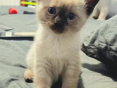 Cutest Siamese Kittens - Siamese - Gallery Photo #1