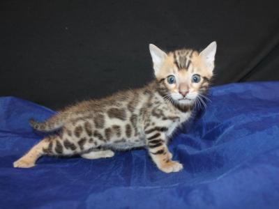 Kai - Bengal - Gallery Photo #1