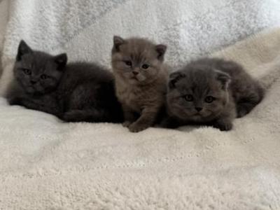 Scottish Fold & Scottish Straight Kittens - Scottish Fold - Gallery Photo #1