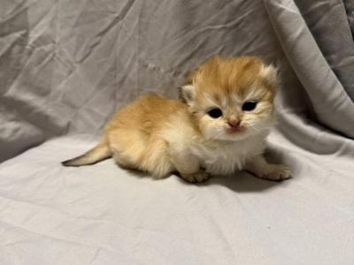 Brie Longhair - Scottish Fold - Gallery Photo #1