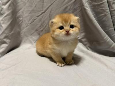 Colby - Scottish Fold - Gallery Photo #1