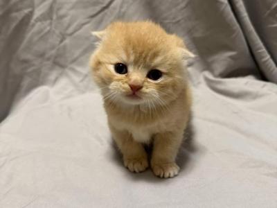 Phoenix - Scottish Fold - Gallery Photo #1