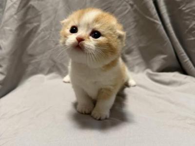 Blaze - Scottish Fold - Gallery Photo #1