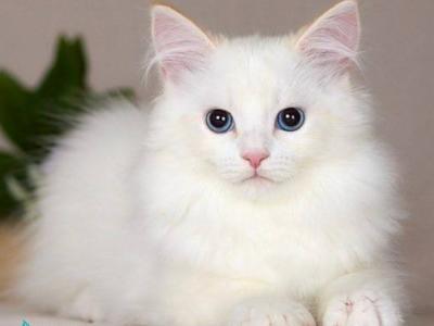 Hermes - Siberian - Gallery Photo #1