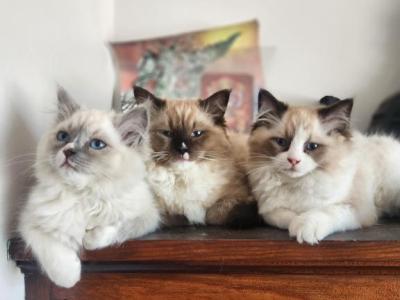 Blue Mitted Ragdoll - Ragdoll - Gallery Photo #1