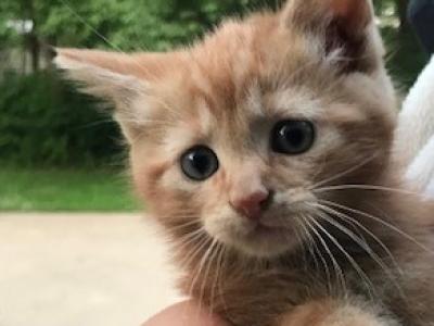 Homestead Kittens - American Shorthair - Gallery Photo #1