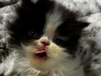 Cfa Black Bicolor Female - Persian - Gallery Photo #1