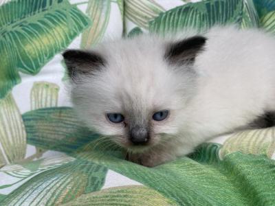 Purebred Seal Point Female Siamese Kitten - Siamese - Gallery Photo #1