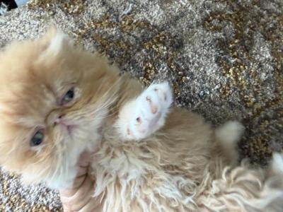 Exotic Longhair Female Red And White - Persian - Gallery Photo #1