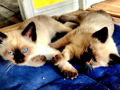 Siamese Kittens What A Treat Month Old - Siamese - Gallery Photo #1