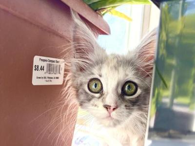 Lois Lane - Maine Coon - Gallery Photo #1