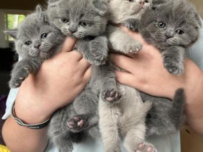 Girls - Scottish Fold - Gallery Photo #1