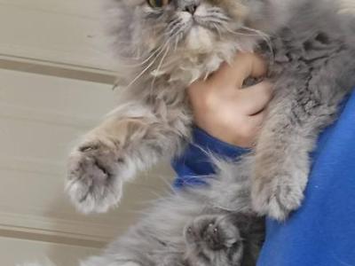 Blue Tabby - Persian - Gallery Photo #1