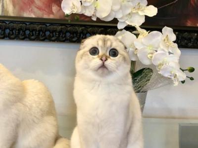 Elsa - Scottish Fold - Gallery Photo #1