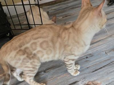 Green Boy Neutered And Microchipped - Bengal - Gallery Photo #1