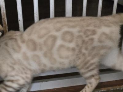 Snow Mink Boy - Bengal - Gallery Photo #1