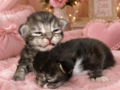 Angel's Main Coon Babies - Maine Coon - Gallery Photo #1