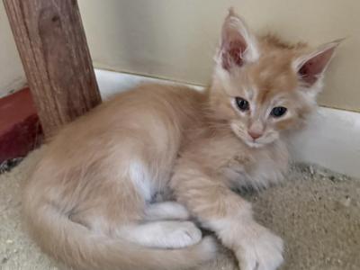NACHO - Maine Coon - Gallery Photo #1