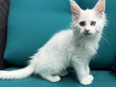 BLIZZARD - Maine Coon - Gallery Photo #1