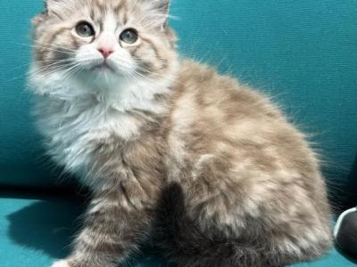 SIMON Seal Lynx Mink Bicolor Cherubim Ragdoll - Ragdoll - Gallery Photo #1