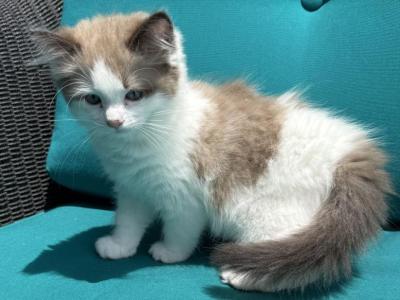 BECKETT  Male Seal Bicolor Mink Cherubim Ragdoll - Ragdoll - Gallery Photo #1