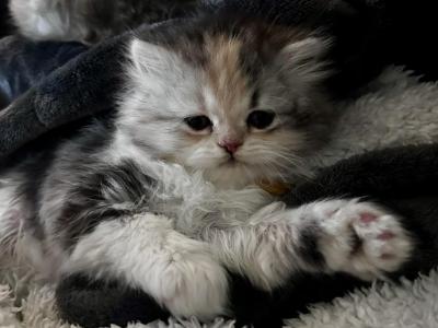 Yellow Topaz - Persian - Gallery Photo #1