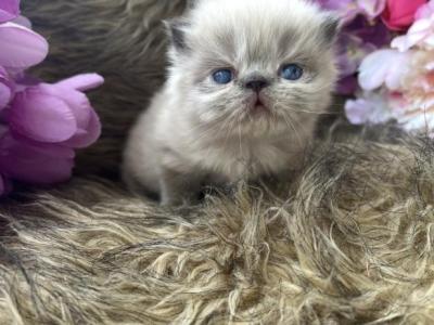 Layla - Persian - Gallery Photo #1