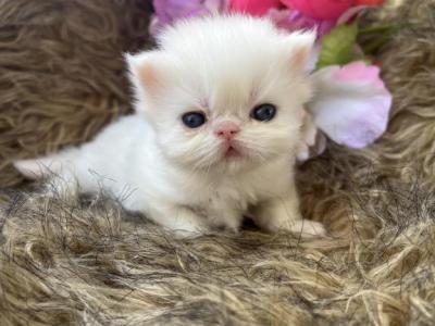 Micro Minny - Persian - Gallery Photo #1