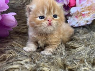 Tiger - Persian - Gallery Photo #1