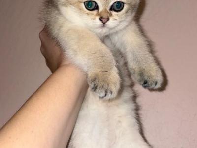 Scottish Folds&Straights - Scottish Fold - Gallery Photo #1