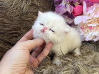 Snow - Persian - Gallery Photo #1