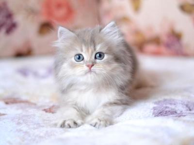 Gray - British Shorthair - Gallery Photo #1