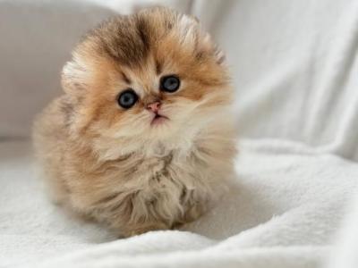 Hasbik - Munchkin - Gallery Photo #1
