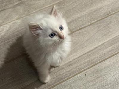 Red Point Mink Ragdoll Kitten - Ragdoll - Gallery Photo #1