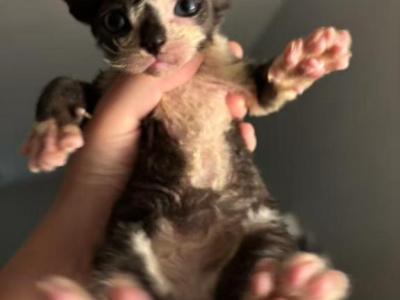 Black Jack - Devon Rex - Gallery Photo #1