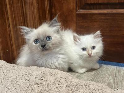 Blue Tortie Point Mink Female Ragdoll Kitten - Ragdoll - Gallery Photo #1