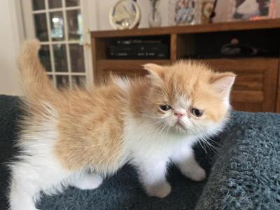 Red White Persian Male - Persian - Gallery Photo #1