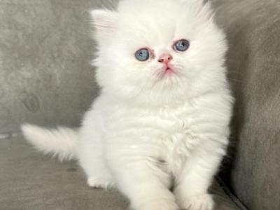 Eevee - Persian - Gallery Photo #1