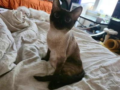 Siamese Girl Tiny Adult Seal - Siamese - Gallery Photo #1