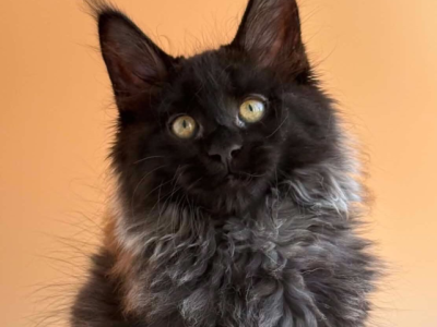 Sima - Maine Coon - Gallery Photo #1