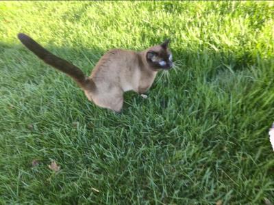 Siamese Seal Boy Adult - Siamese - Gallery Photo #1